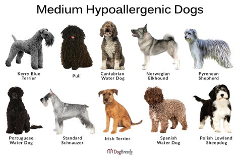Hypoallergenic Dog Medium Size